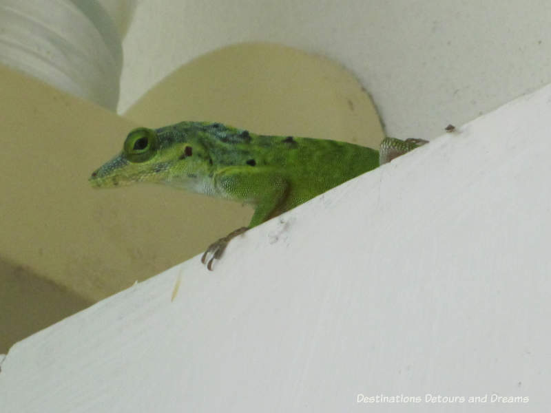Lizard peering from ledge on the verandah in Nevis