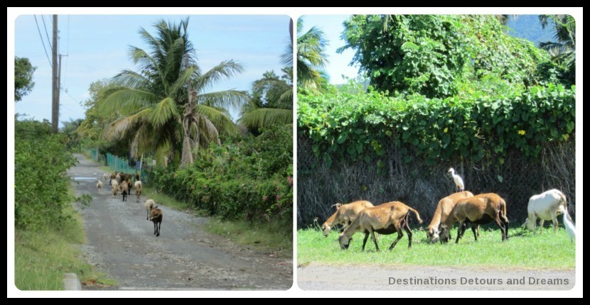 Donkeys and goats in Nevis