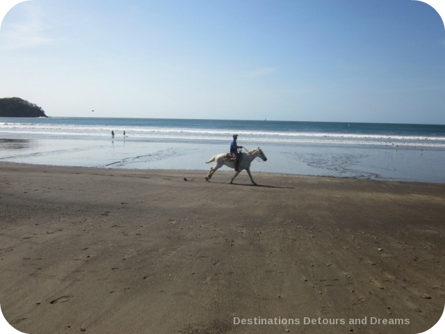 Horse on beach Panama