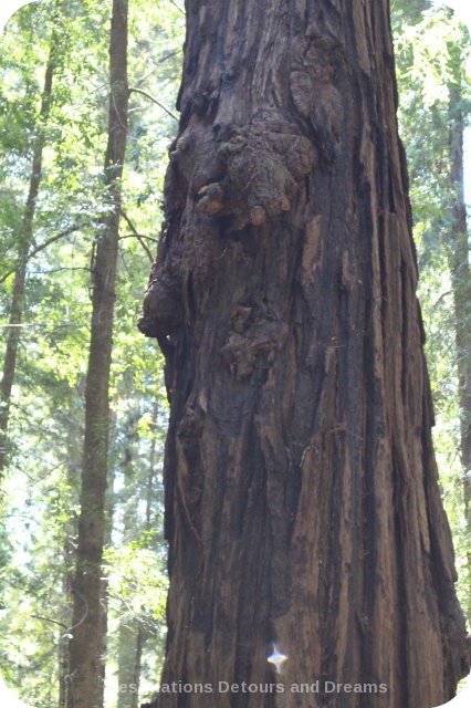 Burl on redwood tree in Hendy Woods State Park, California