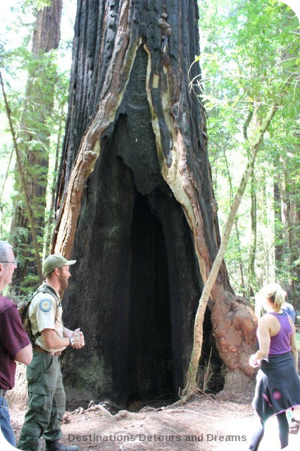 Burnt-out portion of a redwood tree in Hendy Woods State Park, California