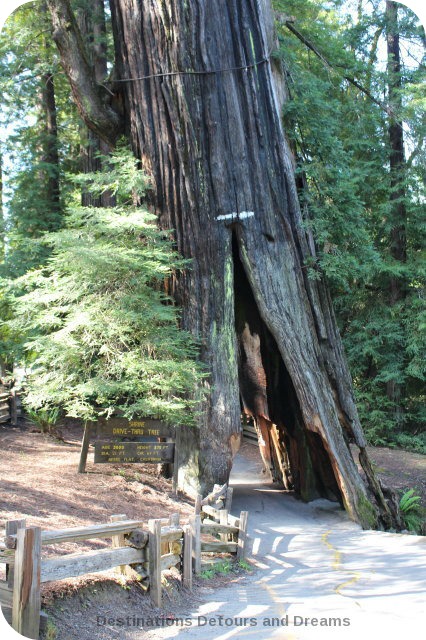 Shine Drive-Thru Tree, Avenue of the Giants, California