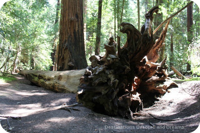 Roots of a fallen tree in Hendy Woods State Park, California
