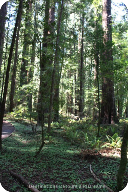 Hendy Woods State Park, California