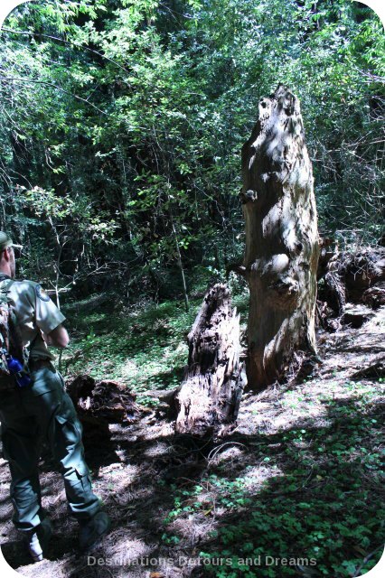 "Widow-maker" in Hendy Woods State Park, California