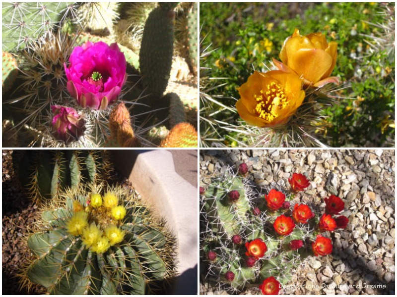 Cacti blooms at Desert Botanical Garden in Phoenix, Arizona