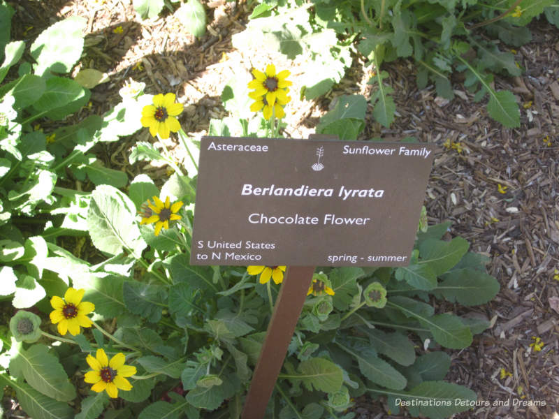 Chocolate Flower at Desert Botanical Garden