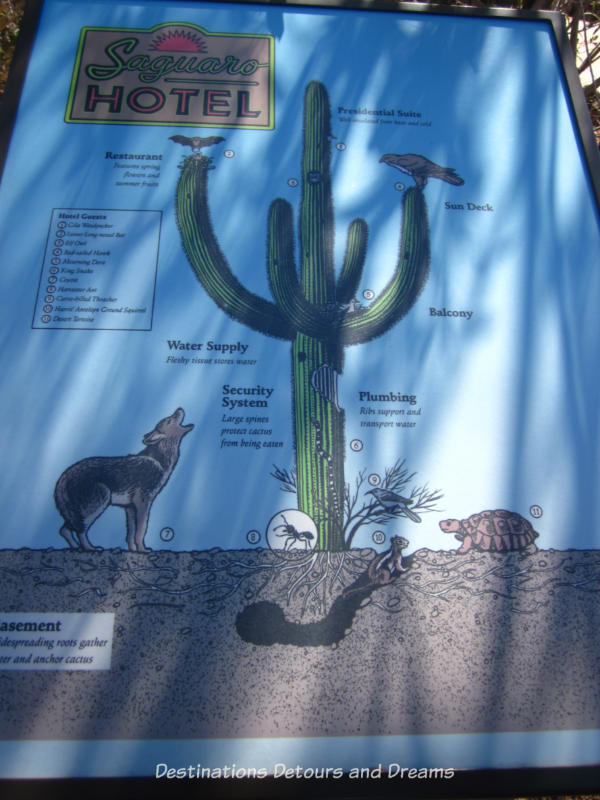 Saguaro hotel information at Desert Botanical Garden