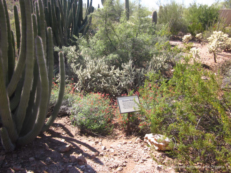 Desert wash at the Phoenix Desert Botanical Garden