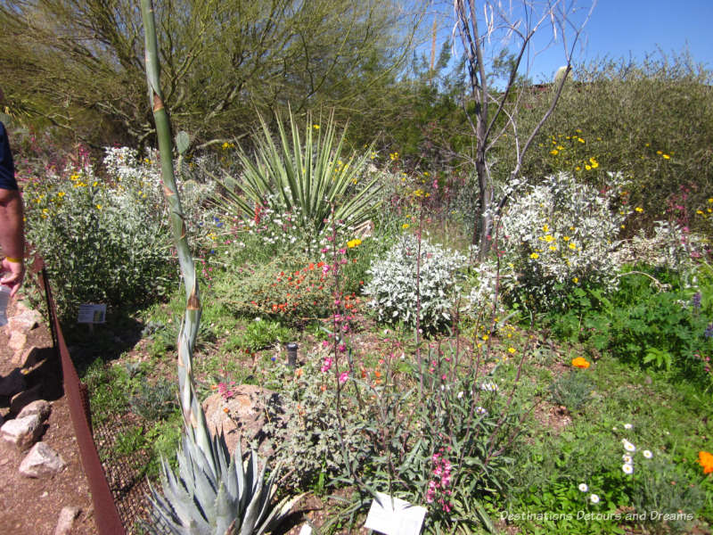 Wildflowers at Phoenix Desert Botanical Garden 