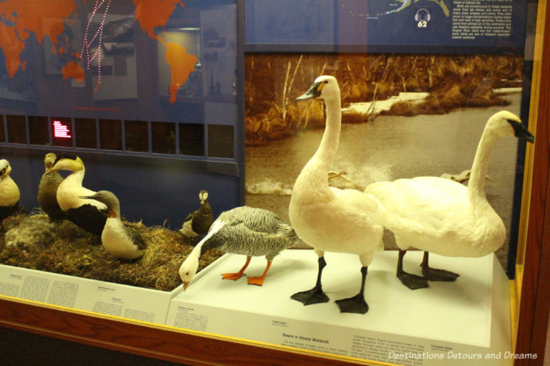 Birds of the Wetlands exhibit at Museum of the North