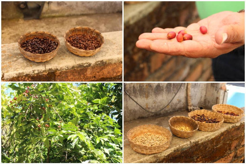 Various stages of coffee bean processing at La Quinta Mari, San Sebastián del Oeste, Mexico