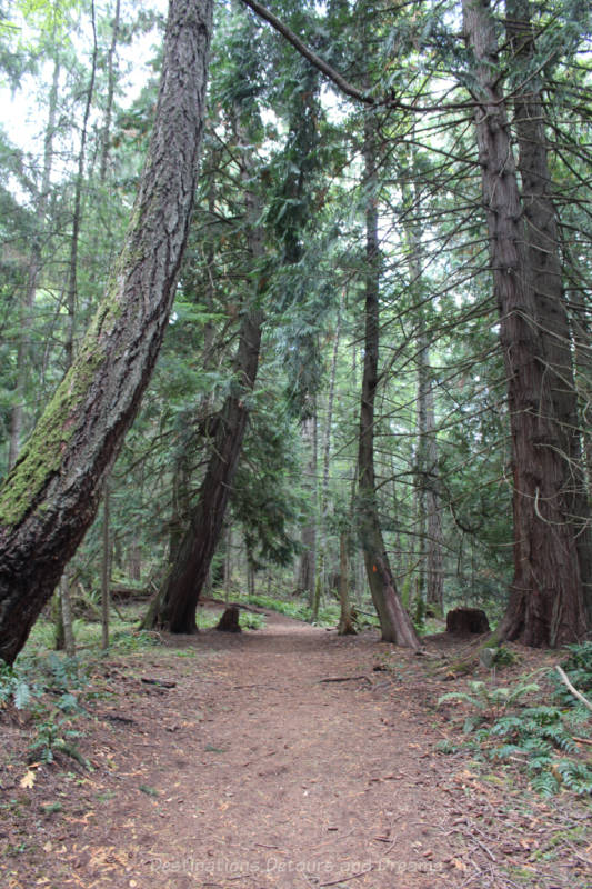 Hiking path through tall old growth forest on Salt Spring Island