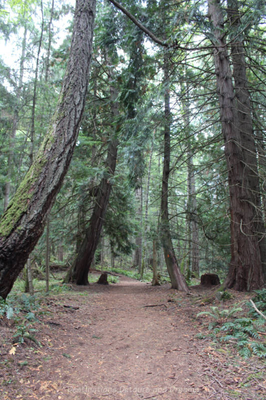 Salt Spring Island Forest Path Hiking path through tall old growth forest on Salt Spring Island