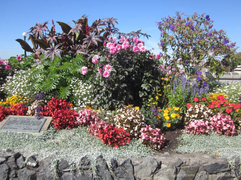 Grouping of different coloured flowering plants with a rock edging
