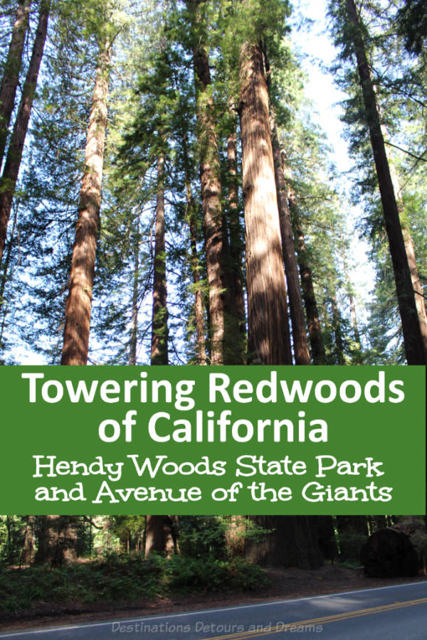 Walk and Drive Through Towering Redwoods in California - a visit to Hendy Woods State Park and to Avenue of the Giants #California #redwoods #AvenueoftheGiants #HendyWoods
