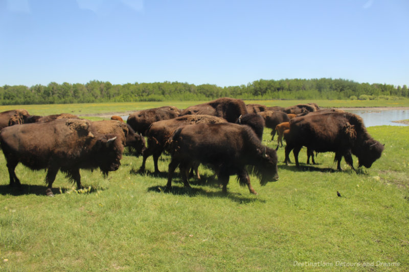 A herd of bison in grassland at FortWhyte Alive in Winnipeg, Manitoba 