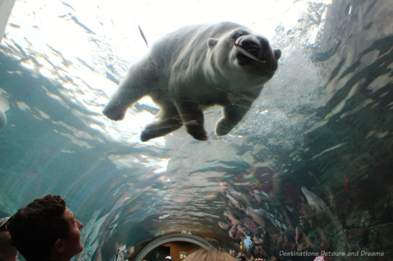 View of swimming polar bear from a glass viewing tunnel