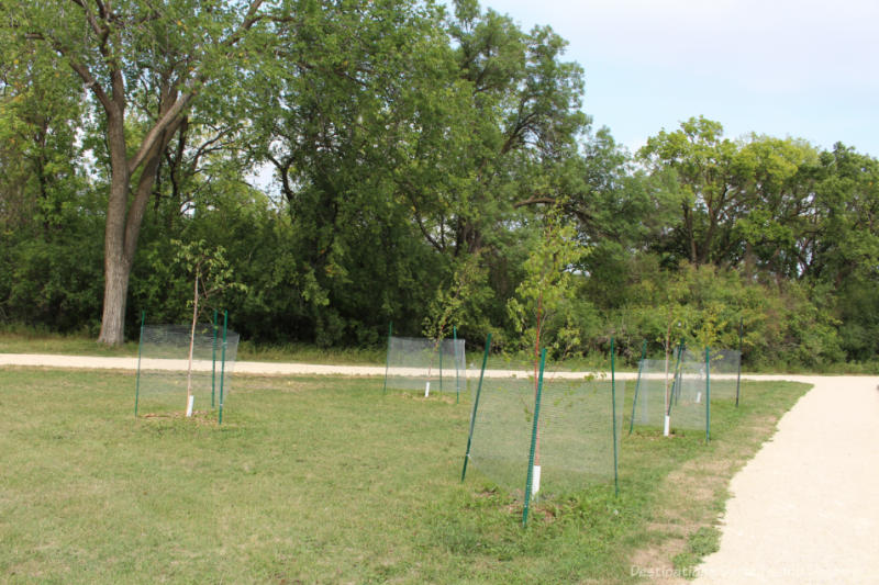 New planting in The Grove with a background of mature trees