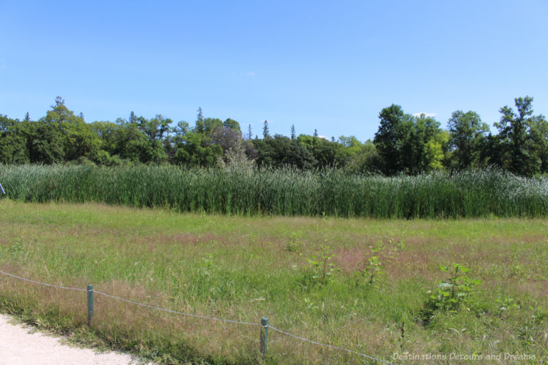 Native prairie grasses and shrubs at the Indigenous Peoples Garden at the Gardens at The Leaf in Winnipeg, Manitoba