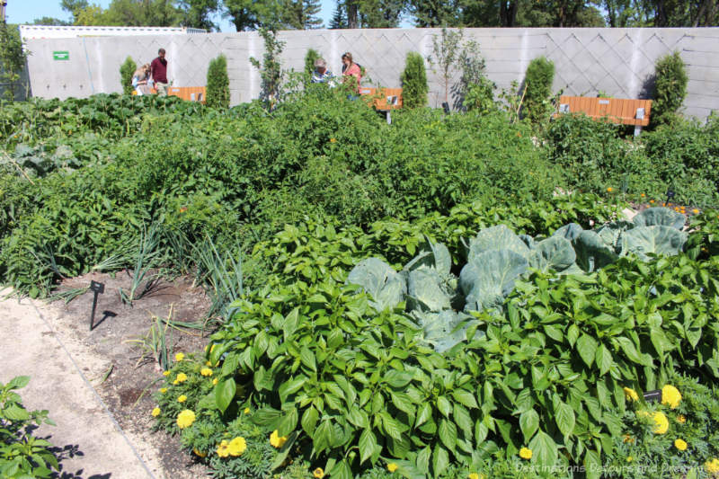 A garden bed of assorted vegetables surrounded by marigolds