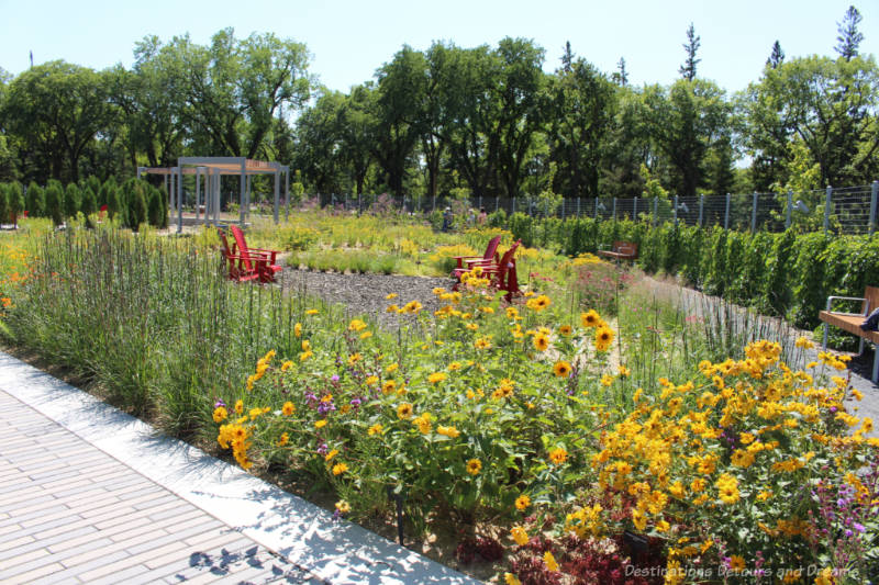 A bed of yellow and purple blooming flowers with a walking path around it and a seating area with four red chairs in the centre