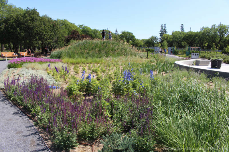 Colourful aromatic plants and hills of grasses with walkways on either side