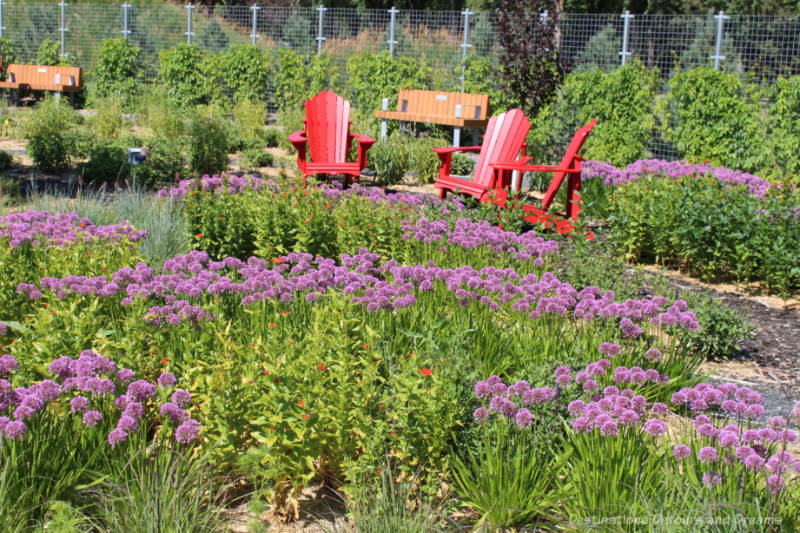 Red chairs and park benches at the edge of a flower bed with mostly purple blooming flowers