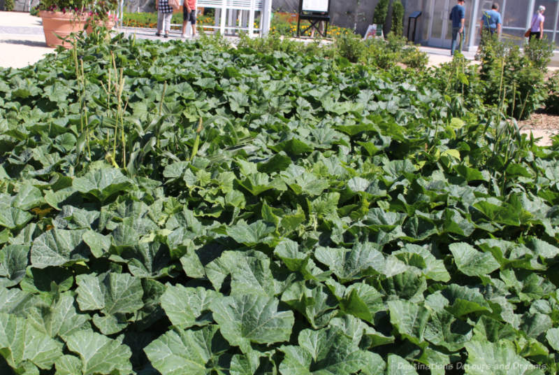 Three Sisters planting of squash, corn, and beans