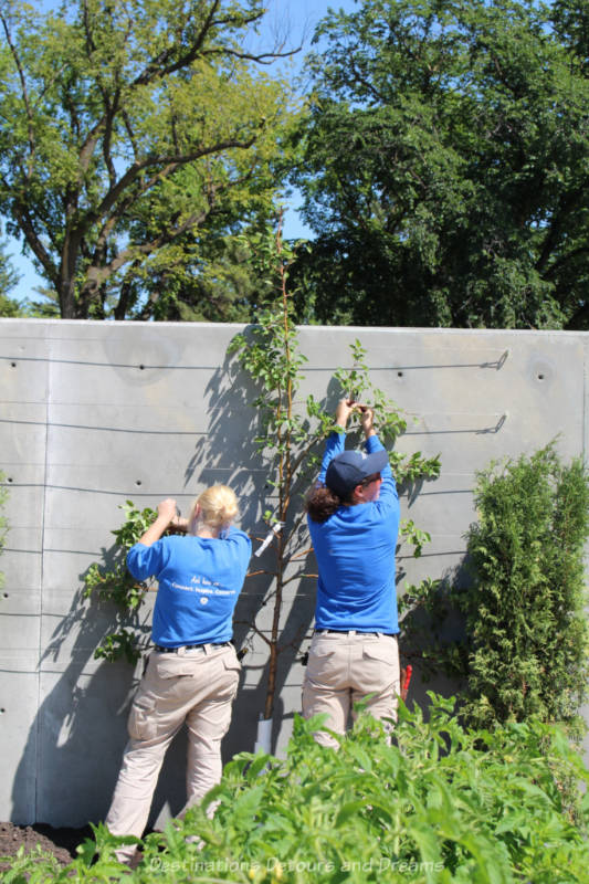 Two gardeners spreading out the branches of a pear tree against a cement espalier wall