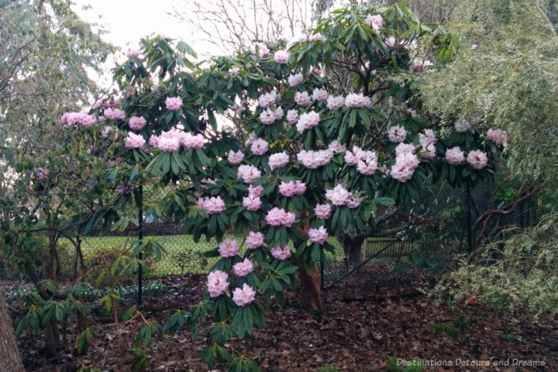 Pink rhododendron in bloom among other trees