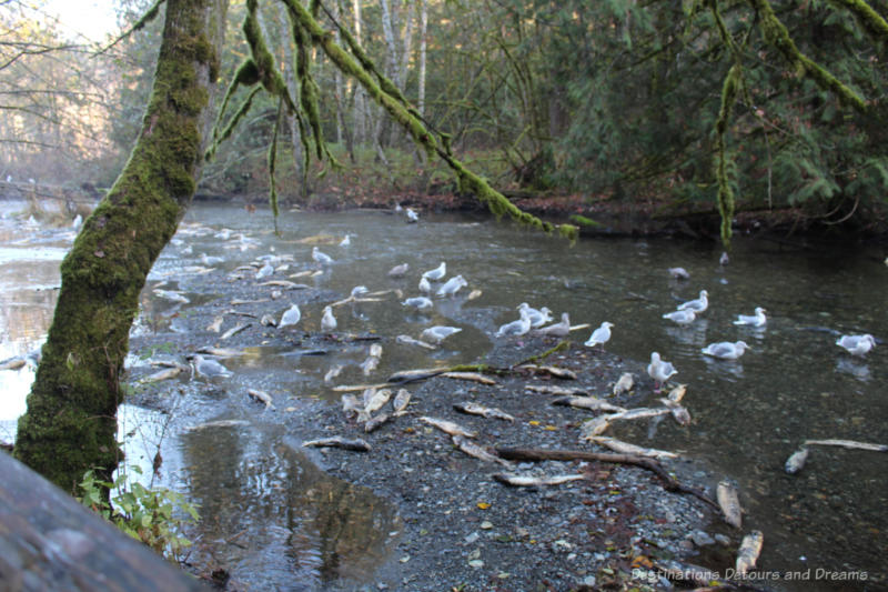 Victoria Salmon Run Salmon run