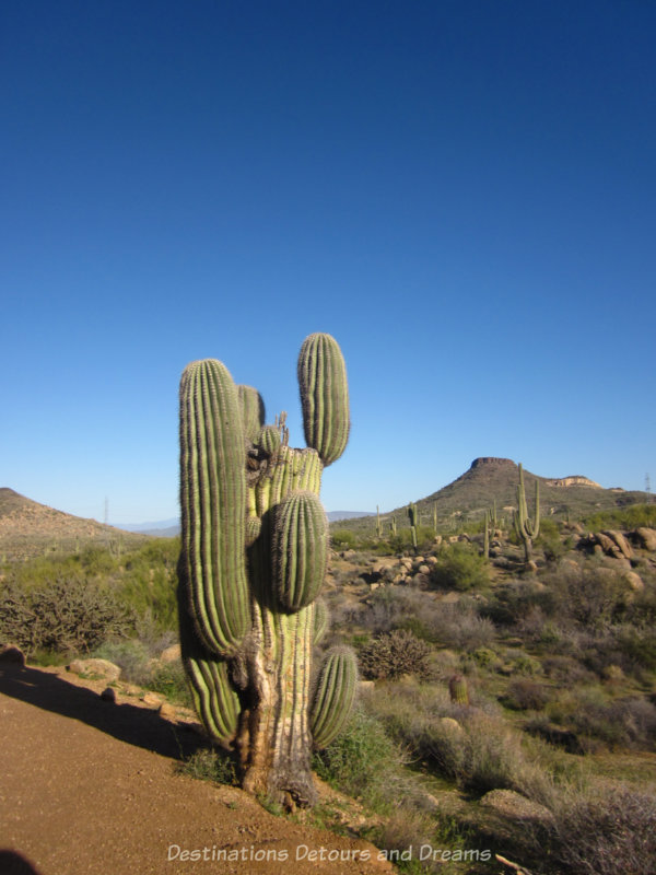 Saguaro and other desert plants among the hills of McDowell Sonoran Preserve in Arizona