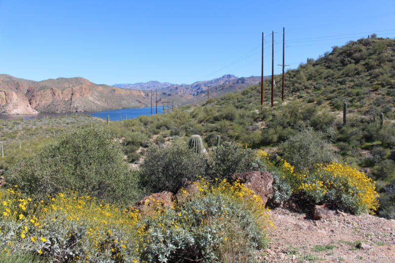Mountain desert landscape in spring with yellow blooming flowers and lake in background along Apache Trail, Arizona